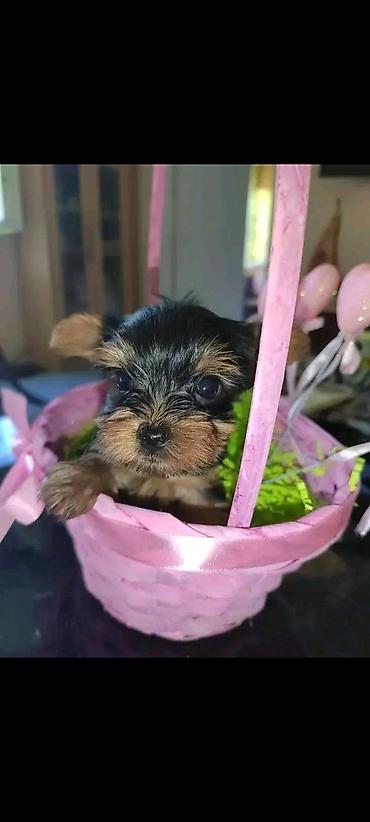 Psi: Jorkšir terijer – štenci iz kućnog legla majka ima kilo i po otac 980 — 16