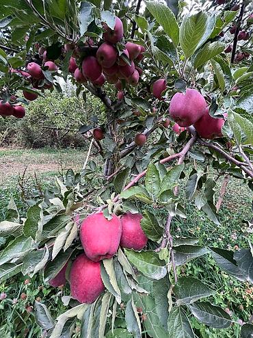 Яблоки: Яблоки Крипсон, Оптом — 13