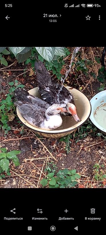 С/х животные и товары: Muscovy ördəkləri (indo-ördəklər) – 2 baş - Rəngi: boz-ağ qarışıq — 1