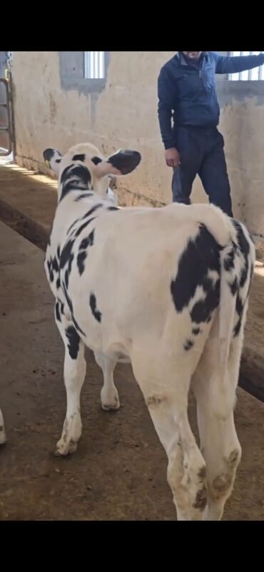 Dana, buzov: Məhsul: Dana (2 ədəd) Təsvir: - Cins tip: süd istiqamətli seleksiya – — 8