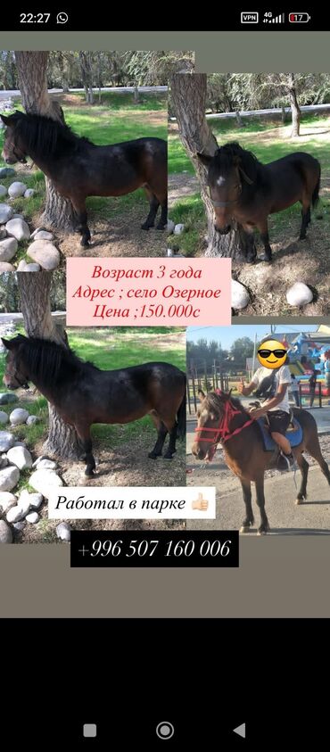 речная форель фото: Продаю | Конь (самец) | Английская | Рабочий | Племенные, Осеменитель, Мерин
