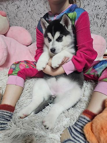 Продажа собак: Хаски, 1 месяц, Самка, С прививкой, С родословной at lalafo.kg — 10 Продажа собак: Хаски, 1 месяц, Самка, С прививкой, С родословной — 10