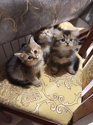 Pişiklər: Britan, Yaxşı əllərə — 1