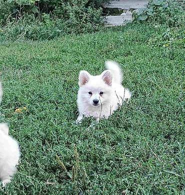 Psi: Na prodaju prelepi štenci belog nemačkog špica, oštenjeni 12. januara — 4