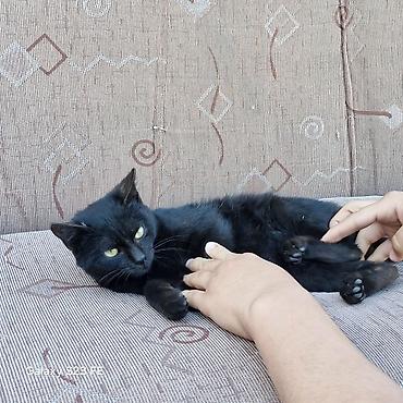 Продажа кошек: Бомбейская, 7 месяцев, Мальчик, Черный — 16