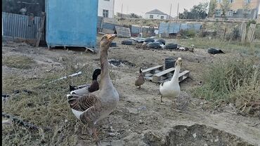 bibər qazı satışı: Dişi, Yumurtalıq, Pulsuz çatdırılma, Rayonlara çatdırılma, Ödənişli çatdırılma