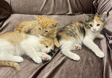 кошки в баку: В добрые руки-рыжие мальчики и трехцветка девочка1,5 месяца.☎️