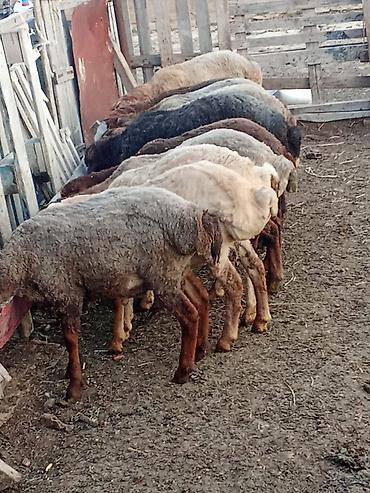 quzu qiyməti: Salam.qurbanliq quzular var her çəkidə isdeyen elaqe saxlaya bilər — 5