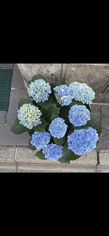 Digər bitkilər: Məhsul: Saksıda hortensiya (Hydrangea) - Rənglər: mavi, bənövşəyi — 6