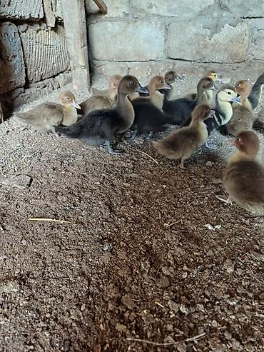 pisik aliram: Erkək, Damazlıq, Ünvandan götürmə — 6