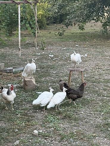 Tovuz quşları: Tovuzquşu balaları - Ağcabədi rayonunda yerləşir. - cütü 150 azndir -da lalafo.az — 14 Tovuz quşları: Tovuzquşu balaları - Ağcabədi rayonunda yerləşir. - cütü 150 azndir — 14