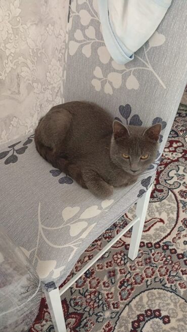 Отдам даром кошку: Мальчик