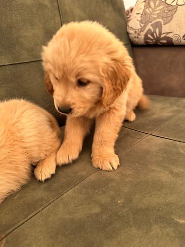 İtlər: Labrador-retriver, 1 ay, Erkek — 16