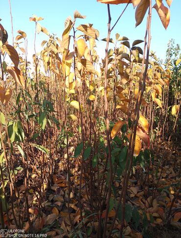 Şitillər: Meyvə tingləri satışdadır və sağlam zəmanətli sifariş verə bilərsiz -da lalafo.az — 9 Şitillər: Meyvə tingləri satışdadır və sağlam zəmanətli sifariş verə bilərsiz — 9