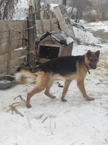 жөжө сатылат: Немис овчаркасы, 2 жаш, Эркек, Эмделген