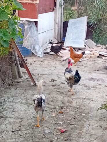 cins inəklər: Toyuq, Yumurtalıq