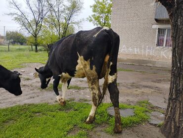 сибирский здоровья: Продаю | Корова (самка), Тёлка | Голштин | Для разведения, Для молока | Стельные