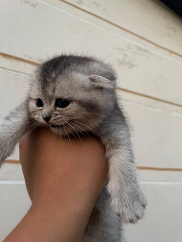 аренда животных: Скотиш Фолд (Шотландская вислоухая), 1 месяц, Девочка, Серебристая шиншилла, Приучена к лотку, Проглистована, С документами at lalafo.kg аренда животных: Скотиш Фолд (Шотландская вислоухая), 1 месяц, Девочка, Серебристая шиншилла, Приучена к лотку, Проглистована, С документами