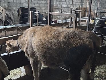 en ucuz at: Damazliq ücün cox super disi dana satilir.qiymede razilasma yeri — 6