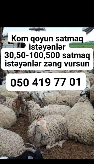 qoyun qoc: Dişi, il: 1, Ünvandan götürmə