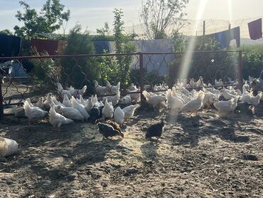птиц: Продаётся цыплята породы «ДЕКАЛБ» 3 месяца 100 штукнесушки