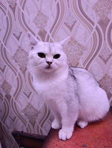 Кошки: Британская, Самка, В добрые руки — 5
