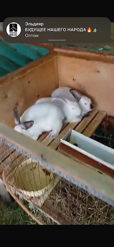 Продам с/х животных: Продаю | Крольчата | Калифорнийская | Для разведения — 7