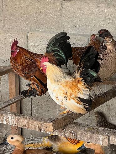 Птицы: Продам карликовых кур бемтамок, Китайский шелк: петушки и курочки — 10