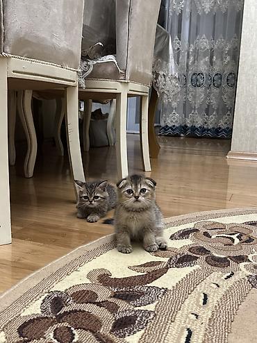 pişik erkek: Şinşilla, Dişi, Erkək, Yaxşı əllərə, Ünvandan götürmə — 2