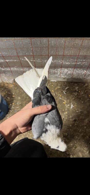 Göyərçinlər: Göy nişanlar ağlar 30dan coxdu balalarnan hamisi 10azn den abtavoy — 10