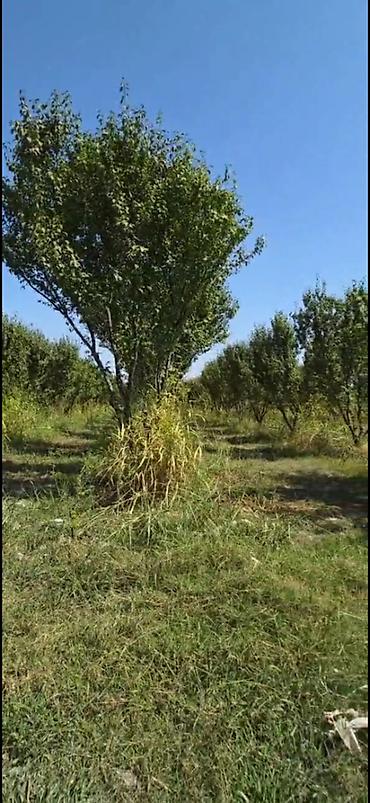 yasmada torpaq satilir: 200 sot, Mülkiyyətçi, Kupça (Çıxarış) — 4