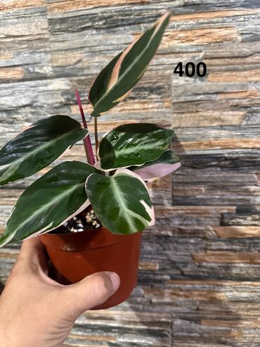 Другие комнатные растения: Комнатные растения — 5