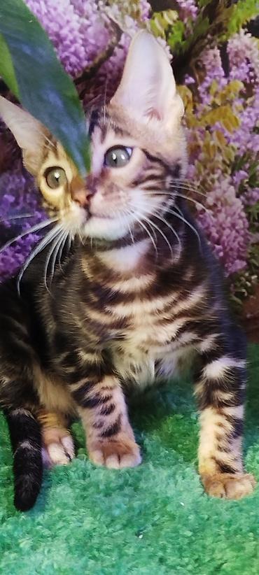 Продажа кошек: Бенгальская, 2 месяца, Мальчик, Черный, Приучена к лотку, Проглистована, С документами — 22