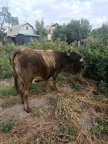 кошка породистый: Продаю | Корова (самка) | Для молока | Привязанные — 6