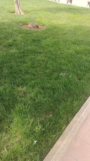 Torf: Torf 250 litrlik ekolayf perlitli 250 litrlik torf perlitli organik — 27