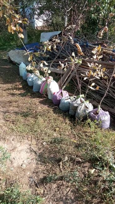 покупка и продажа угля в бишкеке: Көчөттөр дарактардын: Эмендер, Өзү алып кетүү