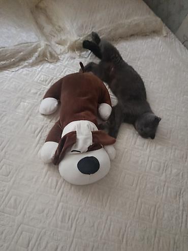 маленькая кошка: Шотландская вислоухая кошка (Scottish Fold), окрас: сплошной серый — 3