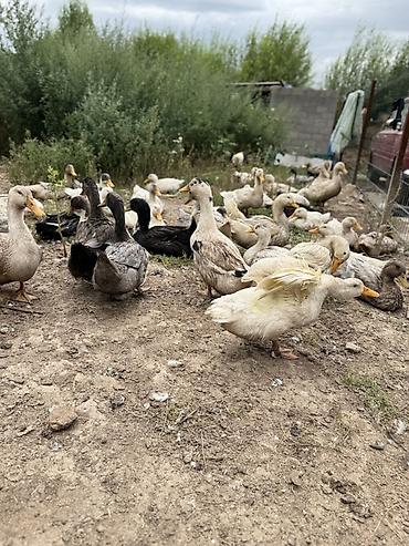 хомяки бишкек: Продаются бройлерные утки — 3