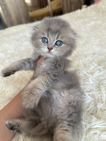 Pişiklər: Britan yastı qulaq, Erkək, Dişi, Yaxşı əllərə, Ünvandan götürmə, Pulsuz çatdırılma, Ödənişli çatdırılma — 16