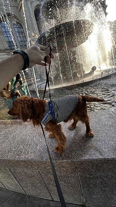 kangal itləri: Koker spaniyel, 1 il, Erkək, Peyvəndli — 3