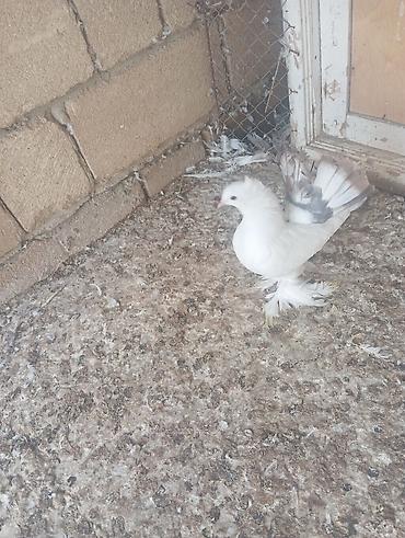 сколько стоят попугайчики: Dekorativ göyərçin – fantail tipli - Rəng: əsasən ağ, quyruq — 1