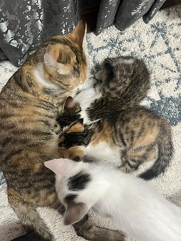 кошки сфинксы: Котята, домашние, разноокрашенные (белые с серо‑пятнистым хвостиком — 7
