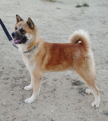 Çaydanlar: Akita-inu, 2 il, Dişi, Peyvəndli, Pulsuz çatdırılma