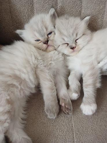 Pişiklər: Ragdoll cinsli balaca pişiklər - Cins: Ragdoll (sakit, mehriban və — 3
