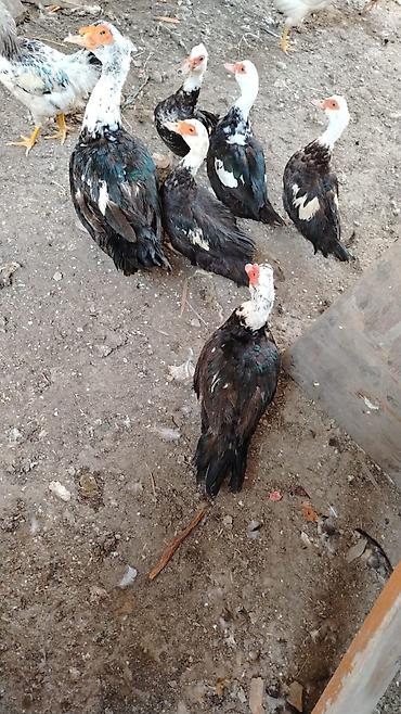 tovuz qusu satilir: Salam 9 denə lal ördeydi 3 erkəydi 6 sı dişidi qiyməti hamsını alana — 3