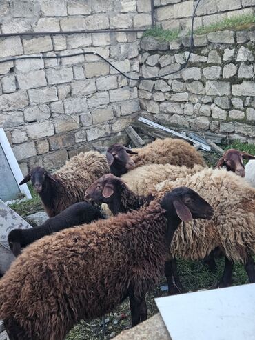 qurban bayrami qoyun sekilleri: Dişi, Qala, il: 2, 70 kq, Ünvandan götürmə