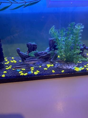 Akvariumlar: 3 ədəd papuqay balığı satılır biri böyük ikisi baladır vhatsaap ilə — 2