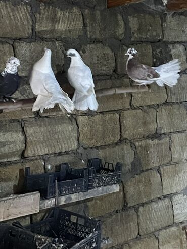 Göyərçinlər: Ev göyərçinləri dekorativ və uçuş üçün. - Rənglər: ağ, qara‑ağ — 9