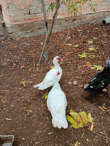 Hinduşka: Salam. olsun. Hamıya hindişka. satlır. lal ördək. satlır. ördəklər -da lalafo.az — 16 Hinduşka: Salam. olsun. Hamıya hindişka. satlır. lal ördək. satlır. ördəklər — 16