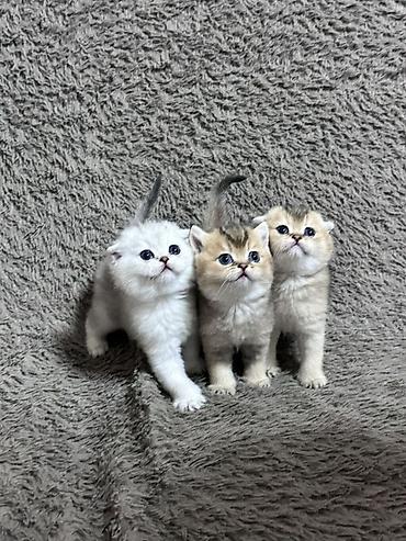 белая вислоухая кошка: Скотиш Фолд (Шотландская вислоухая), 1 месяц, Девочка, Золотая шиншилла, Проглистована — 10